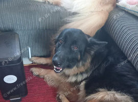 German shepherd female