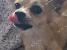 Gorgeous male chihuahua