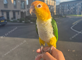 Beutiful supertame caique male