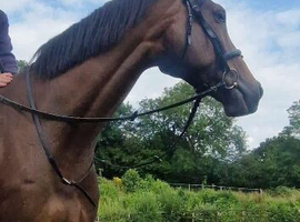 16.3hh 8 year old French tb mare