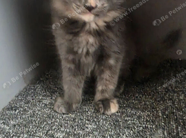 3 female kittens