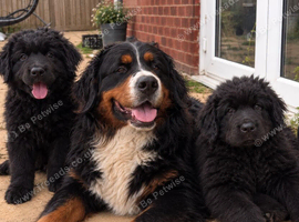 BLUE LONG-HAIRED SHAR PEI X BERNESE MOUNTAIN DOG PUPPIES