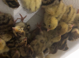 Baby quails for sale