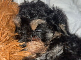 Male cavapoo pup