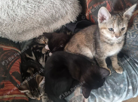 Kittens needing a loving home