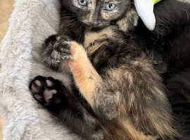 Mixed ragdoll kittens