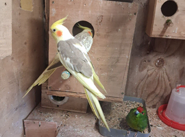Cockatiels