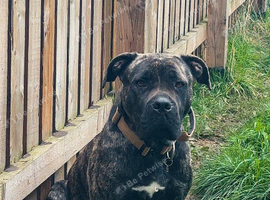 1 year old female mastiff