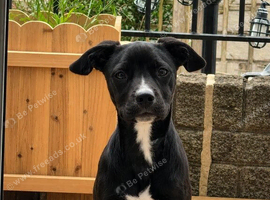 Staffy x Frenchie x Collie