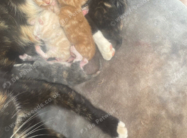Mum and 7 kittens