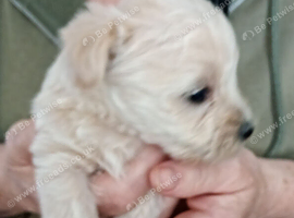 Westiepoopuppies