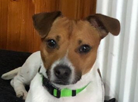 Jack Russell x chihuahua
