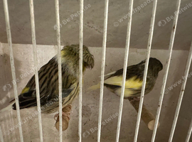 Breeding pair of gloster canaries