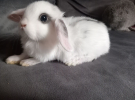 5 girls 8wks old