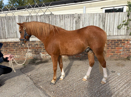 12hh Welsh section B gelding