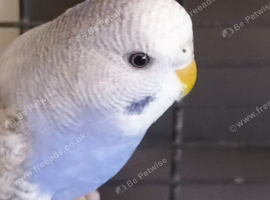 Baby budgie and cage