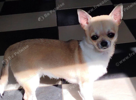 Short coat chihuaha bitch