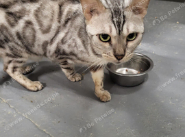 Silver bengal