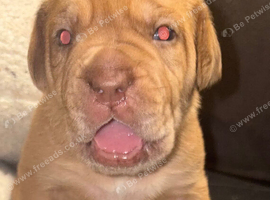 Mastiff hybrid/banddog