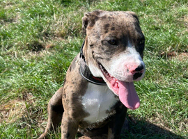 Rottweiler cross English bulldog Staffie