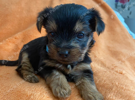 1 Stunning Miniature yorkshire terrier puppy