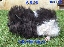 Hairy guinea pig boys