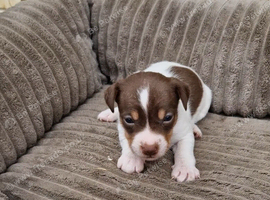 Jack russell pups ready soon