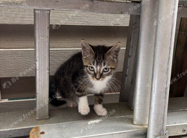 4 kittens ready to go!!