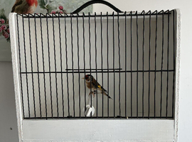 Goldfinch