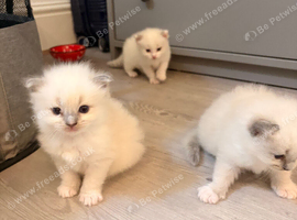 Beautiful fluffy ragdolls
