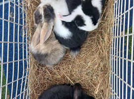 Male young mini lops