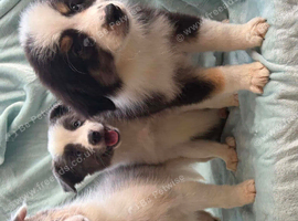 Stunning border collie pups