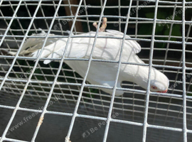 Indian ringnecks