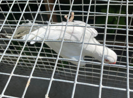 Indian ringnecks
