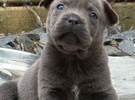 Frenchy/chow