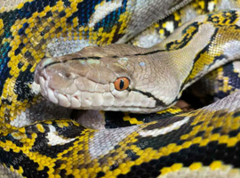 Dwarf retic female