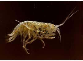 Cheap River Shrimp / Scuds as Cleanup Crew for Substrate or Live Food
