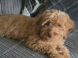 Male Cockapoo