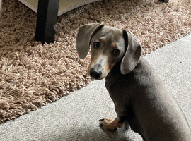 2 year old dog for sale