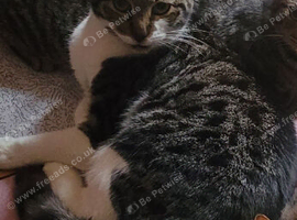 Milo - beautiful white and tabby cat - 5 years old