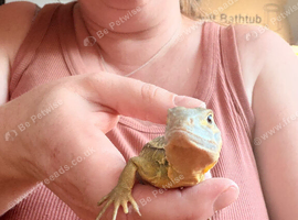 *rare* Vietnamese Butterfly Agama