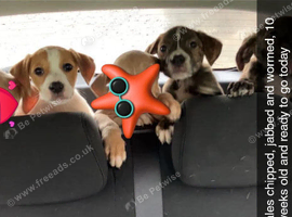 American Bulldog x Staffy pups