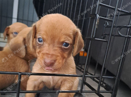 Dachshund x