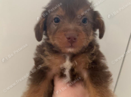 Beautiful Toy Jackapoo Puppies need to be re homed by the 24th