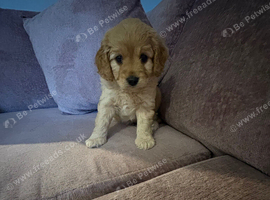 Cavapoo health tested parents