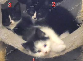4  female kittens for sale