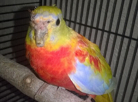 Beautiful turk parakeet..