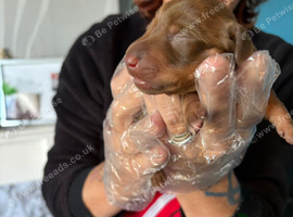 miniture dachshunds