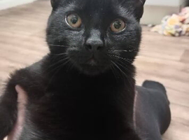 A 7 month old kitten for sale