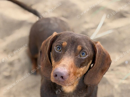 miniature dachshund for stud